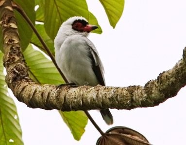 Masked Tityra - ML645162610