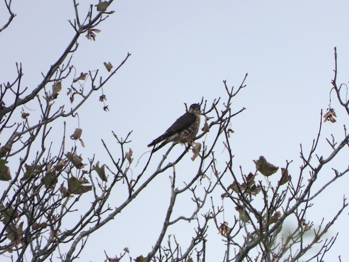 Merlin - ML645162611