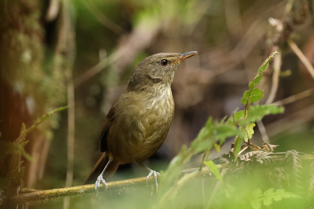 Malagasy Brush-Warbler - ML645162614