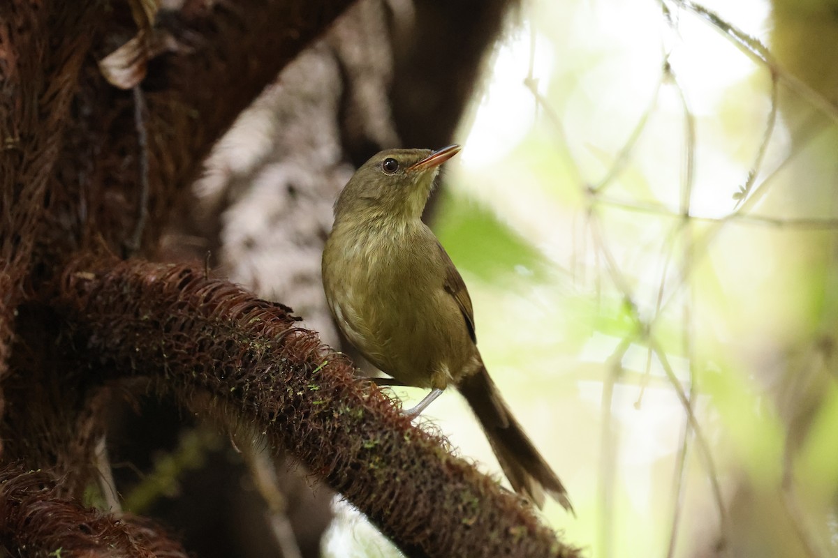 Malagasy Brush-Warbler - ML645162615