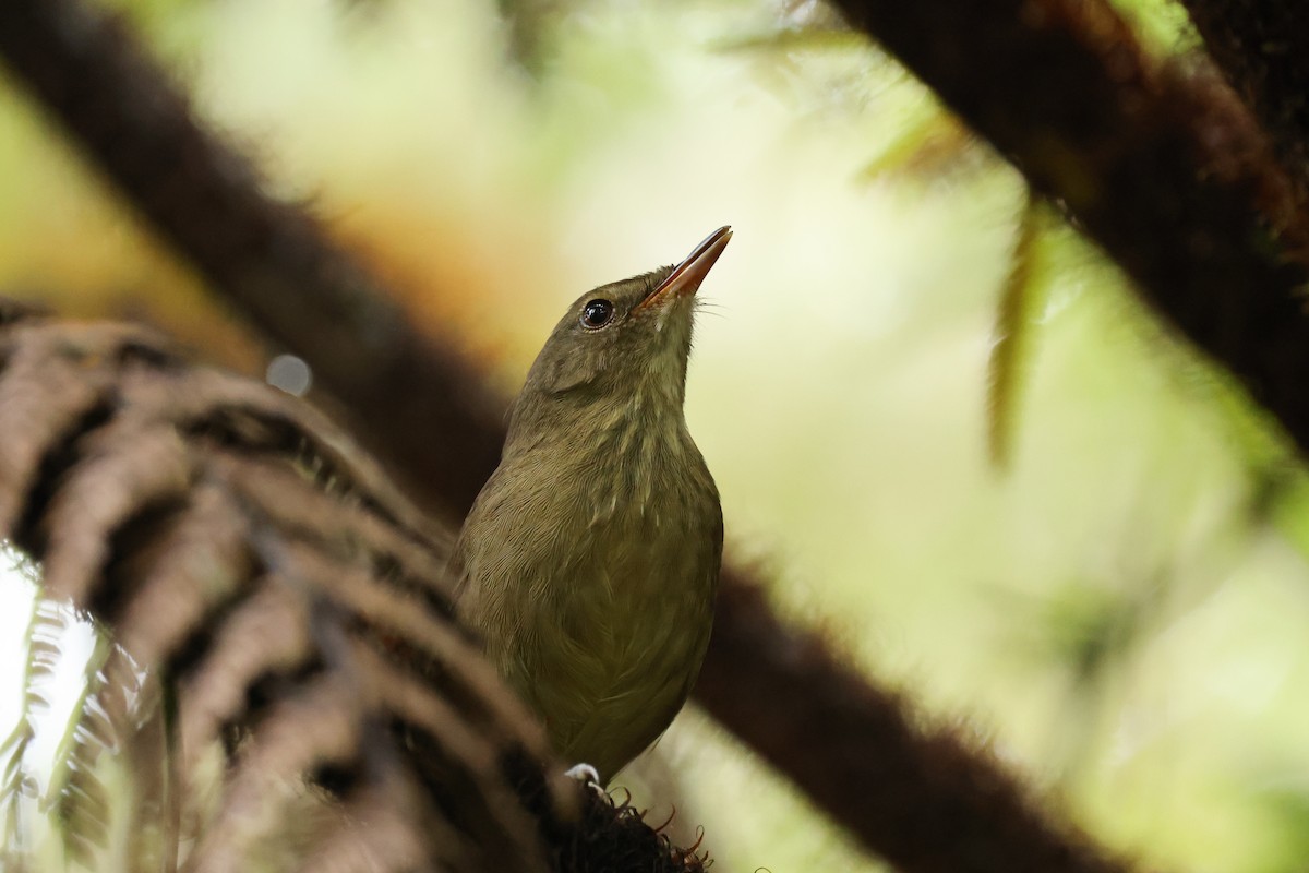 Malagasy Brush-Warbler - ML645162616
