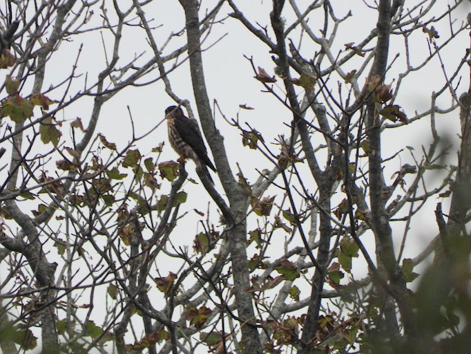 Merlin - ML645162626