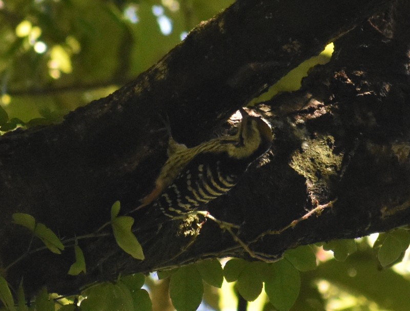 Brown-fronted Woodpecker - ML645162631