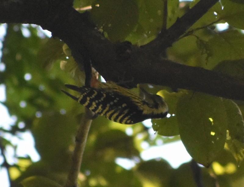 Brown-fronted Woodpecker - ML645162632
