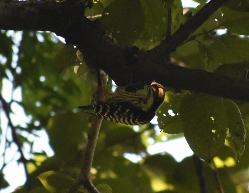 Brown-fronted Woodpecker - ML645162633