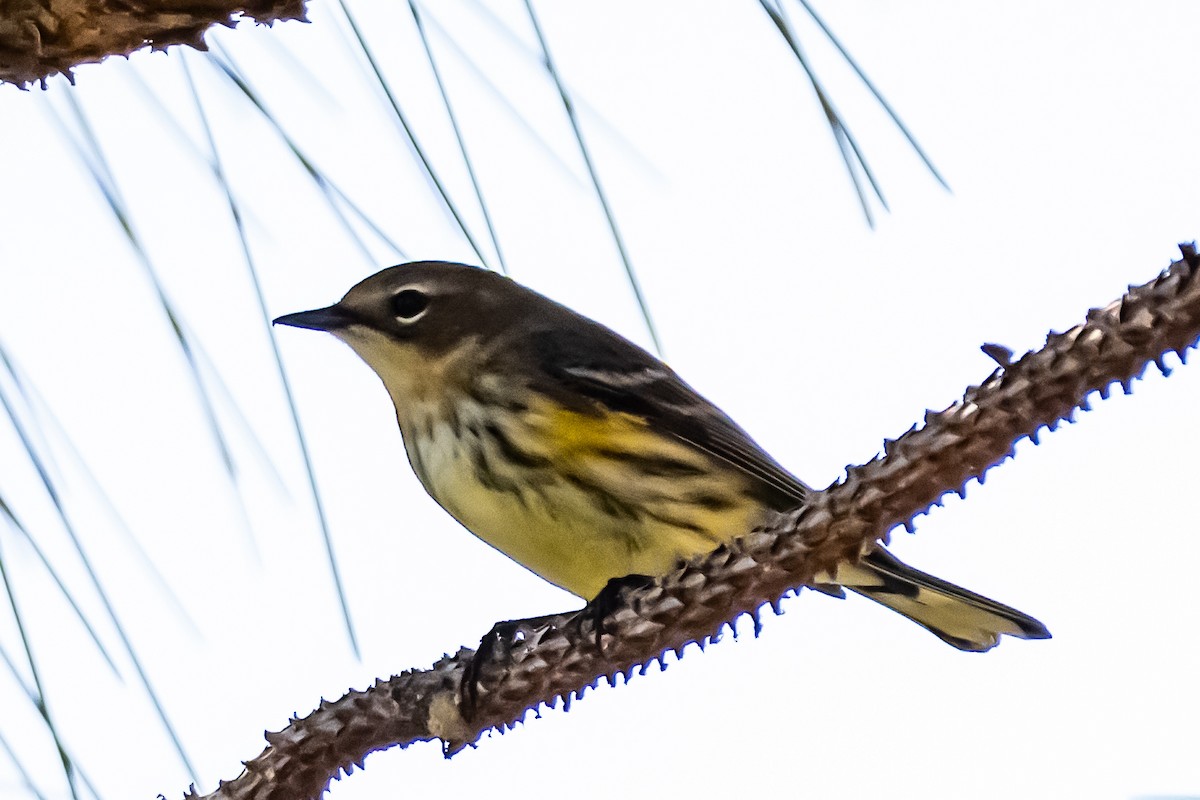 Taçlı Ötleğen - ML645162635