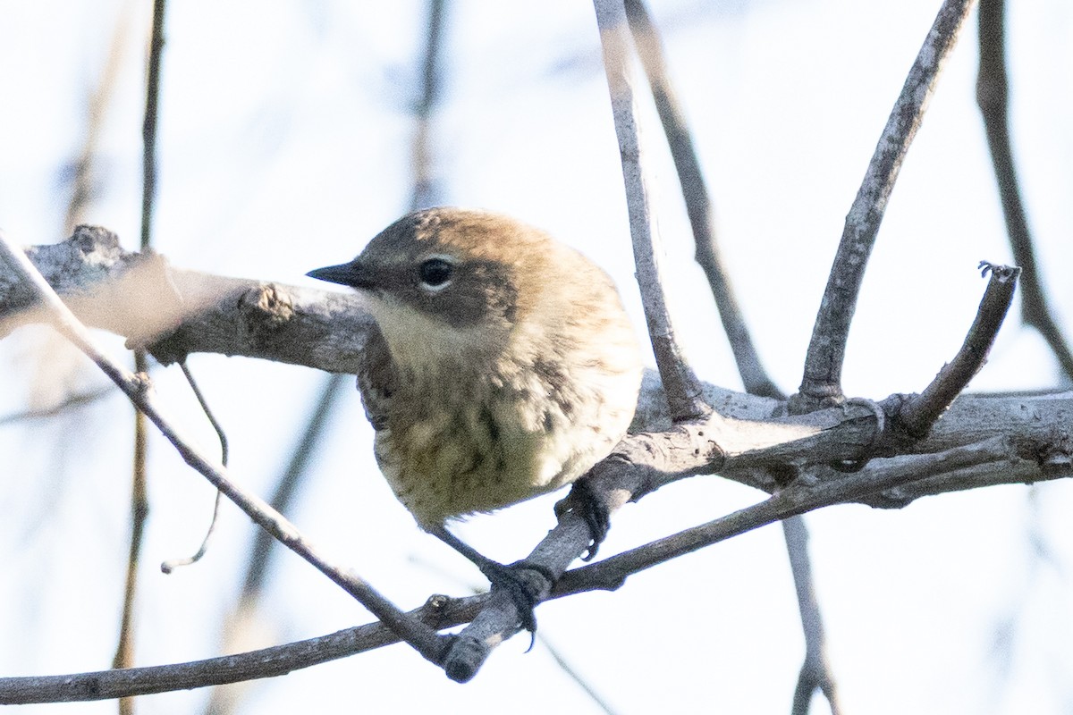 Taçlı Ötleğen - ML645162636