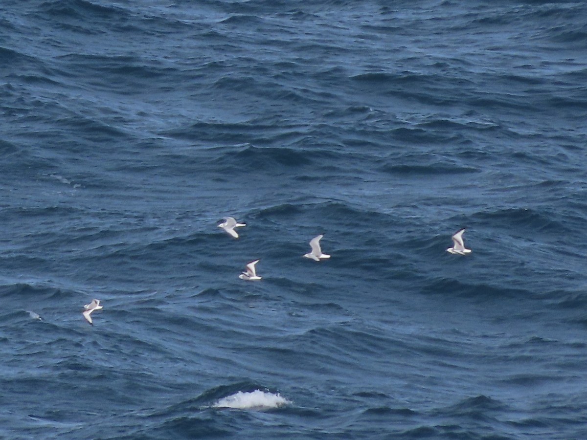 Black-legged Kittiwake - ML645162646