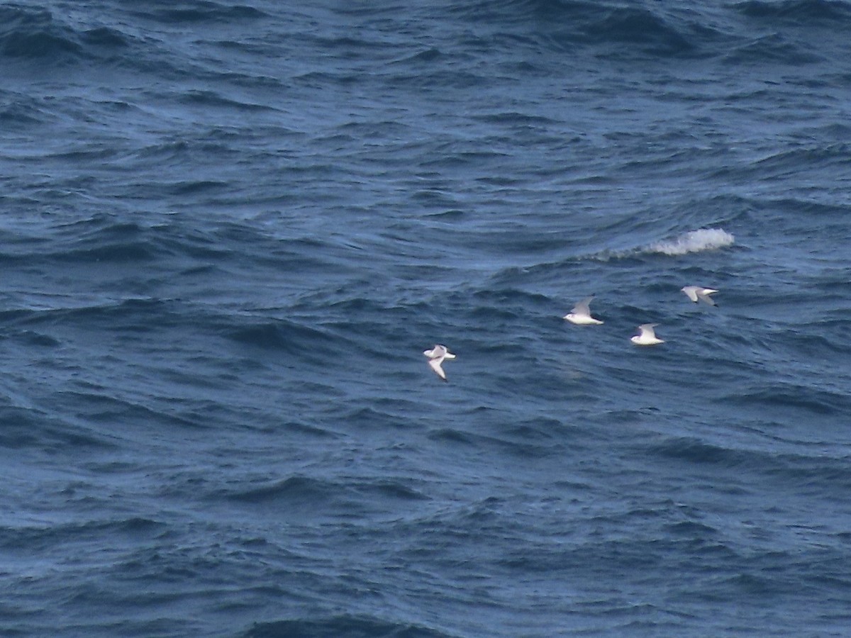 Black-legged Kittiwake - ML645162647