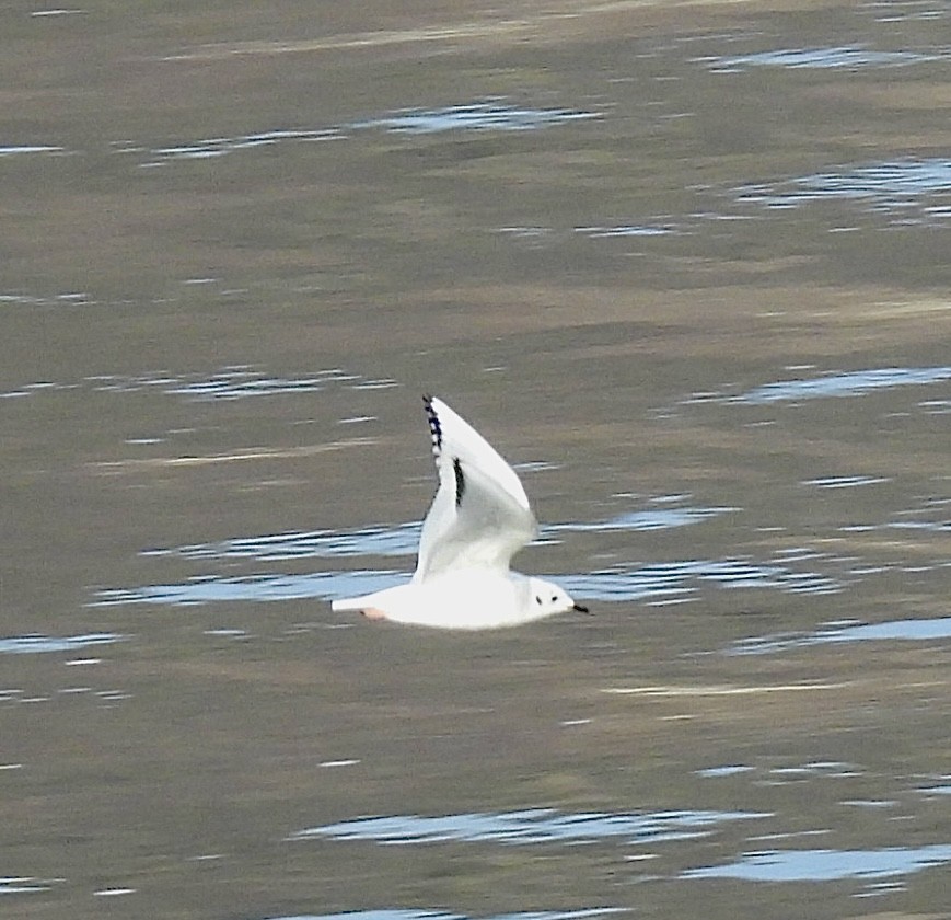 Bonaparte's Gull - ML645162650