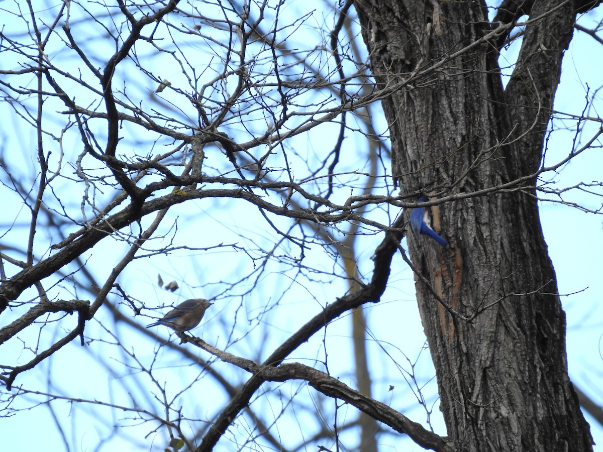 Eastern Bluebird - ML645162663