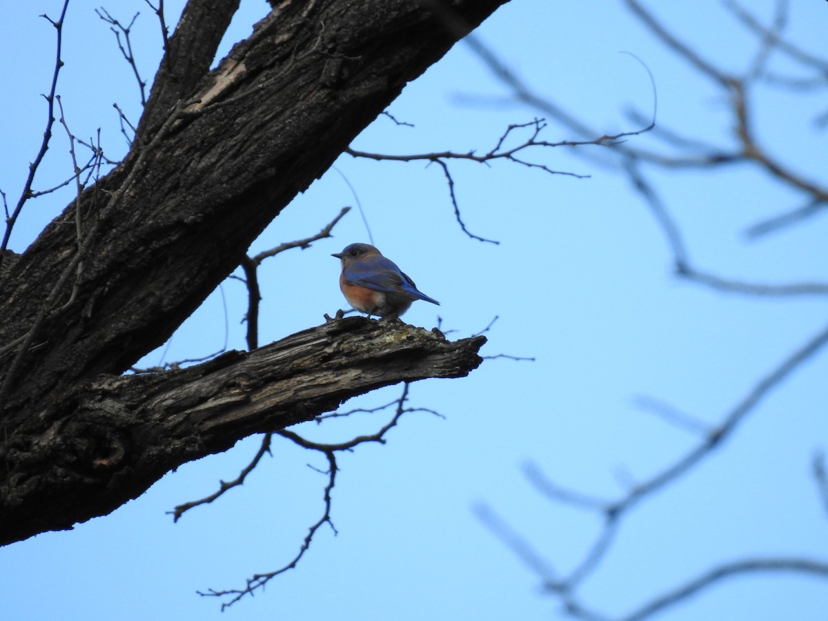 Eastern Bluebird - ML645162668