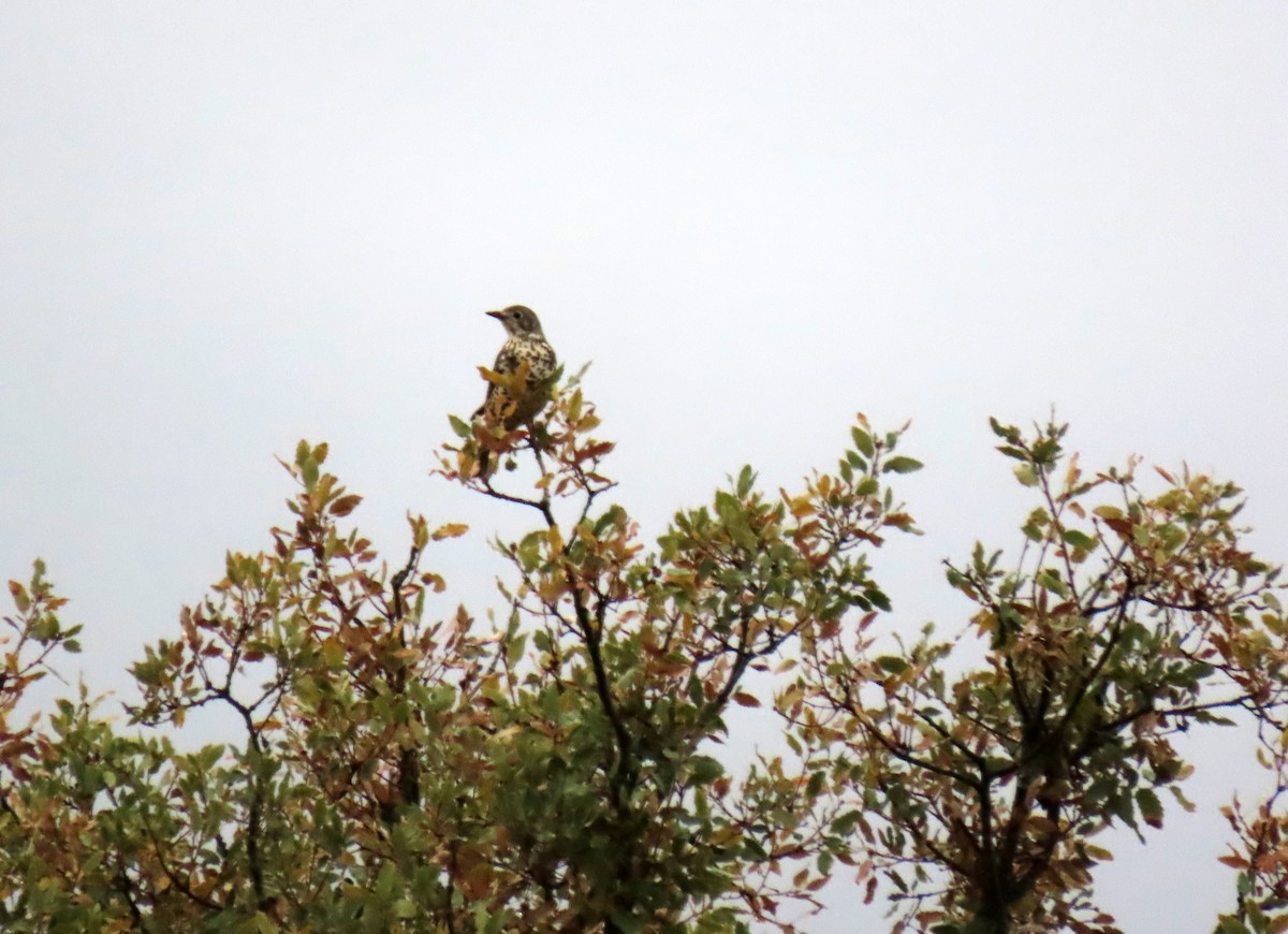 Grive draine - ML645162677