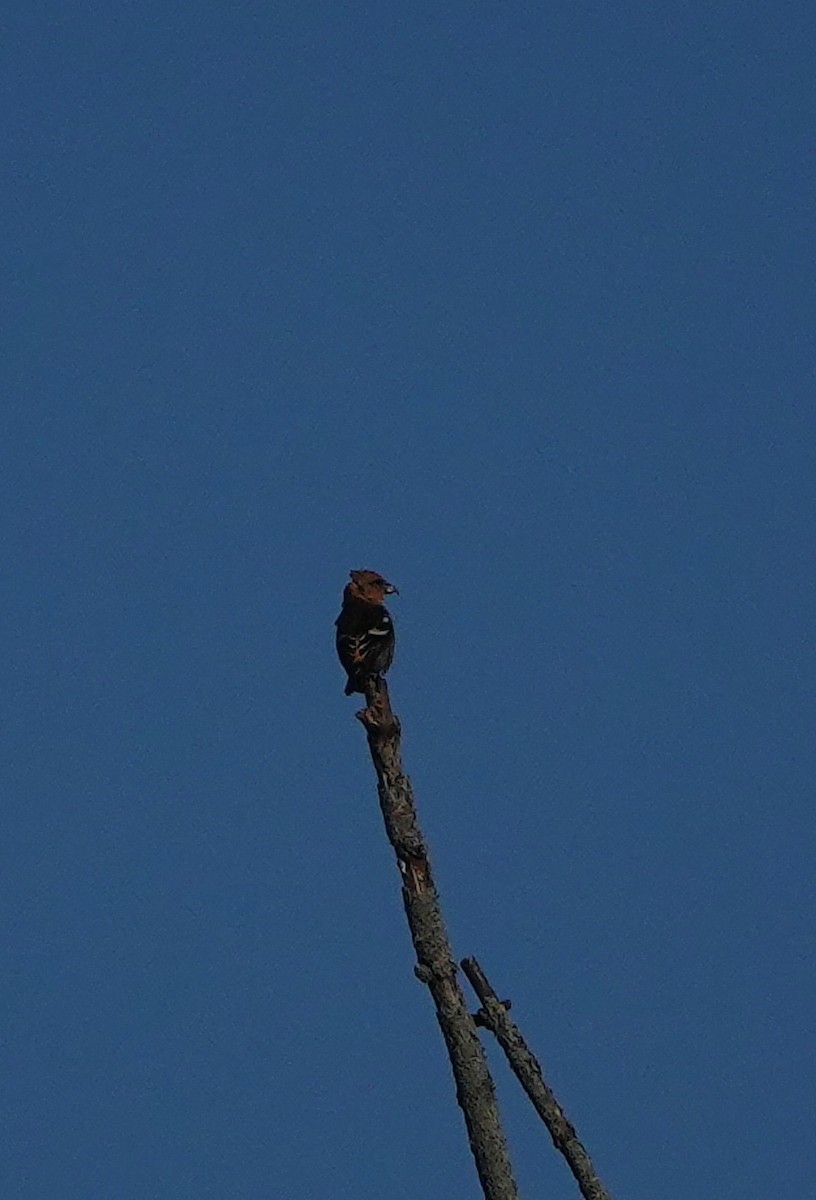 båndkorsnebb - ML645162682