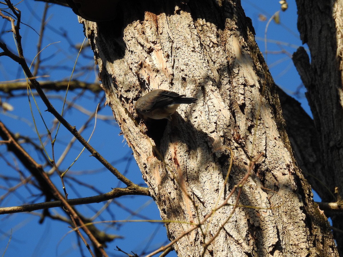 Eastern Bluebird - ML645162687