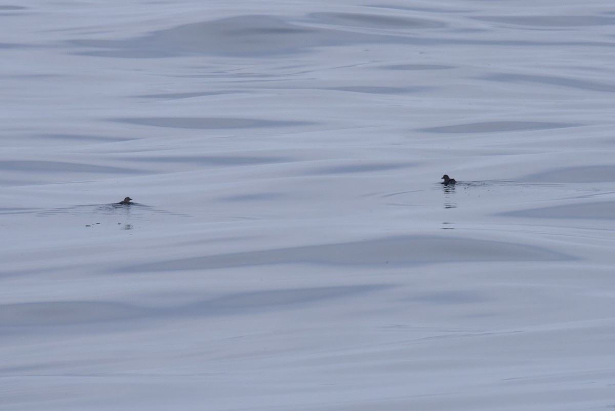 alkoun aleutský - ML645162704