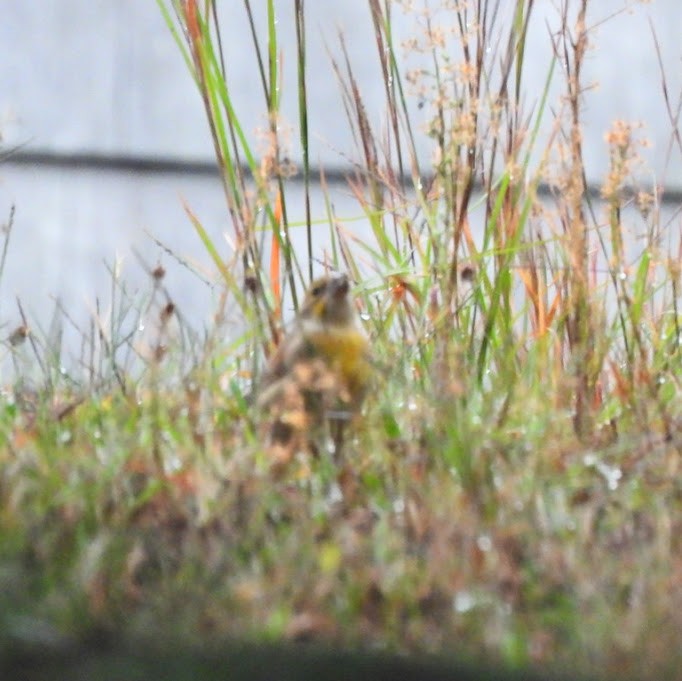 Dickcissel - ML645162723