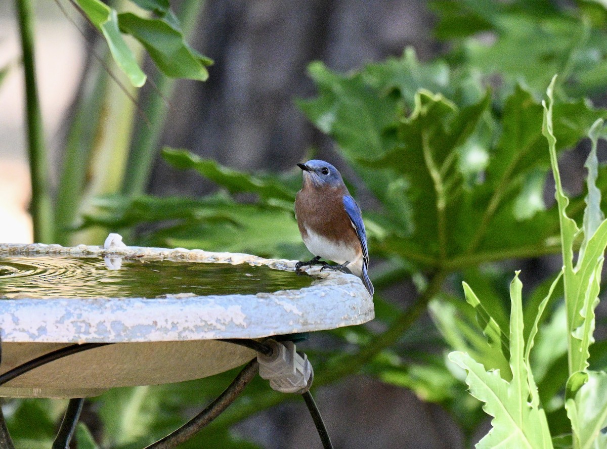 Eastern Bluebird - ML645162731