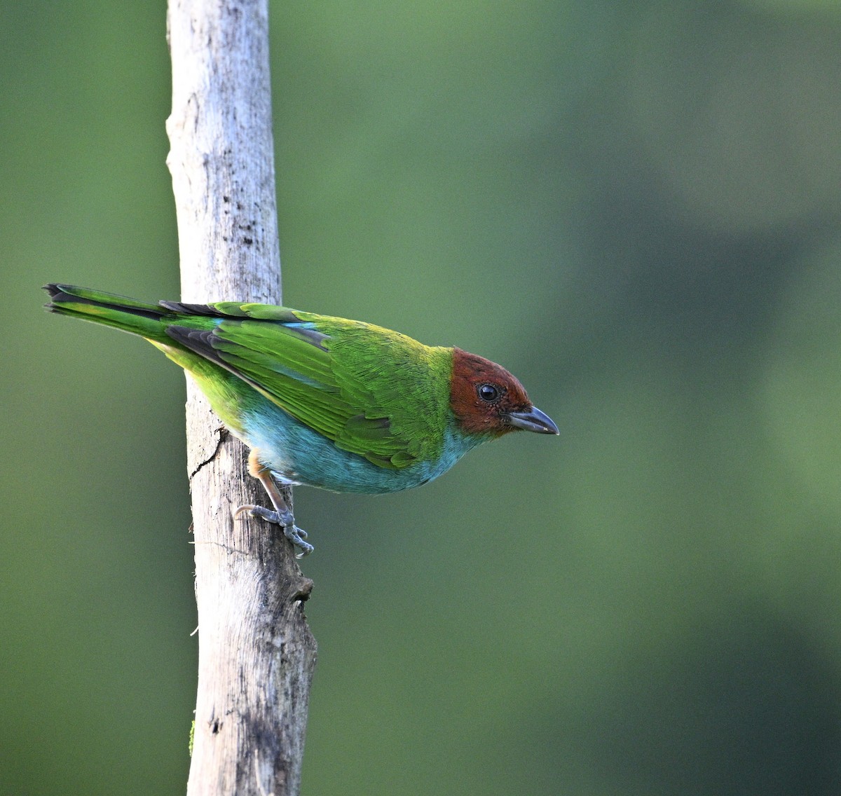 Bay-headed Tanager - ML645162739