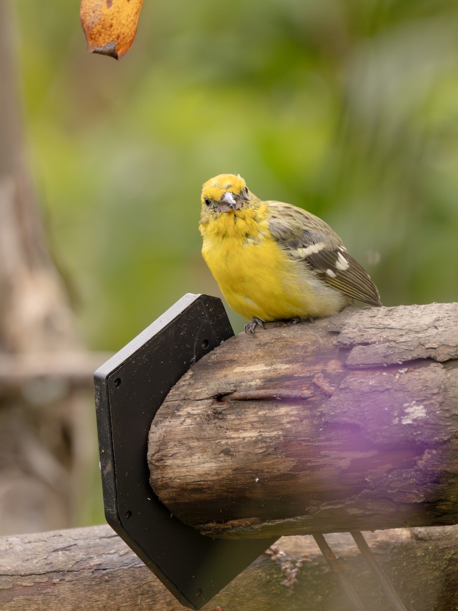 Flame-colored Tanager - ML645162753