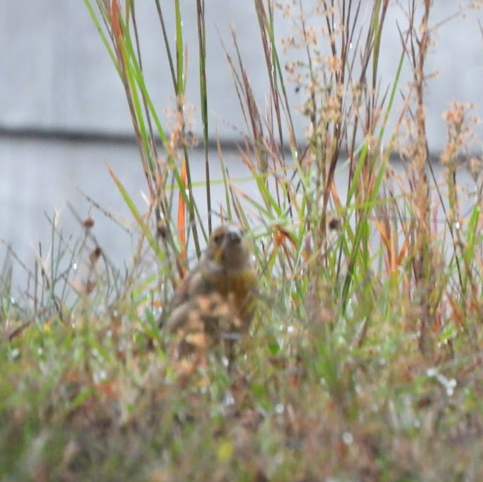 Dickcissel - ML645162757