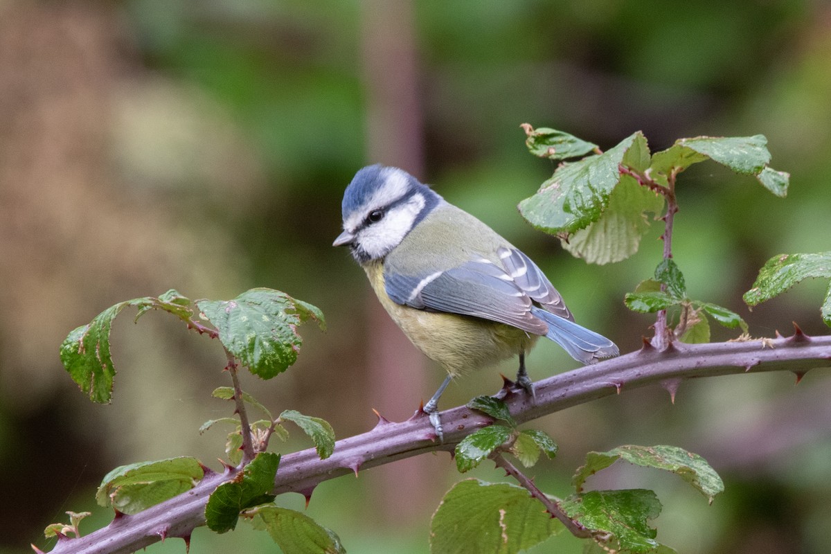 Eurasian Blue Tit - ML645162772