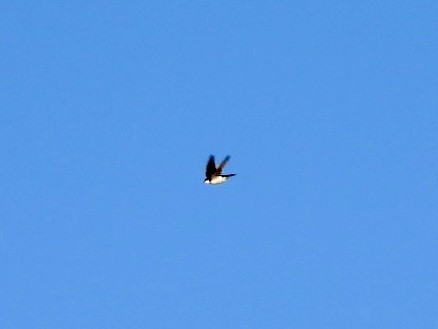 Tree Swallow - ML645162791