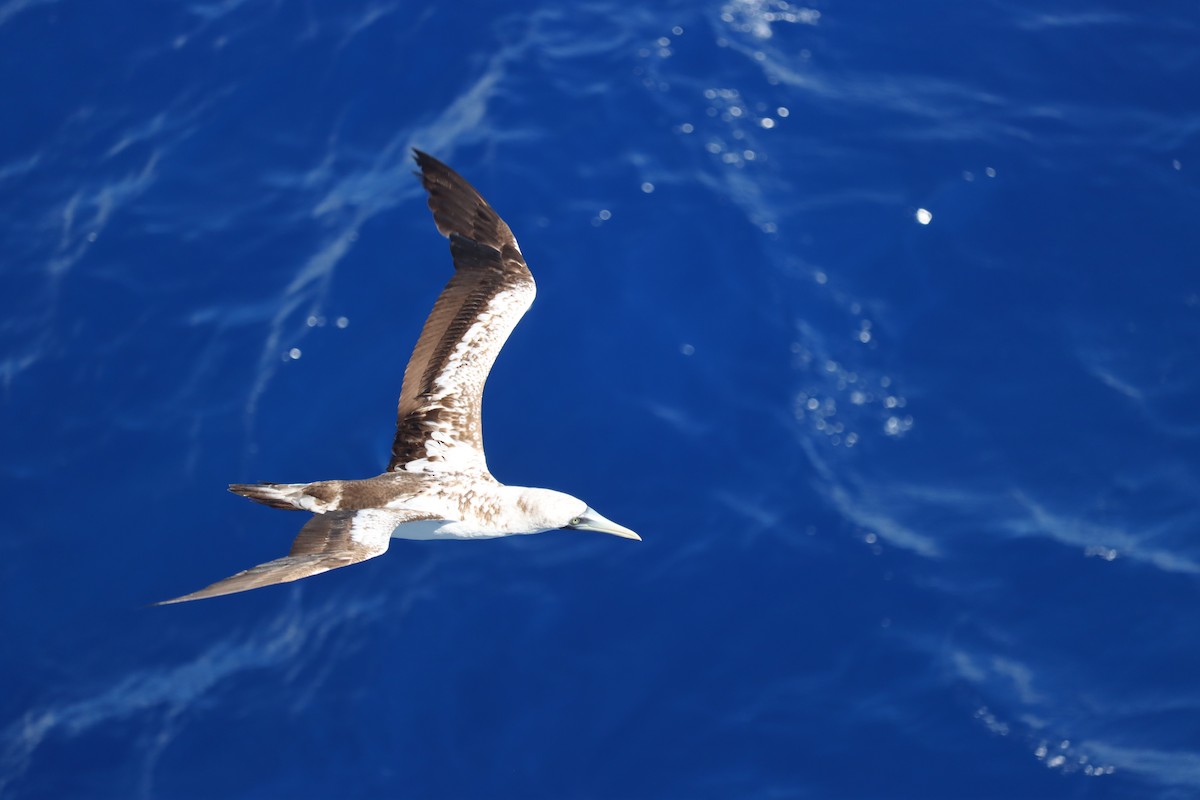 Masked Booby - ML645162796