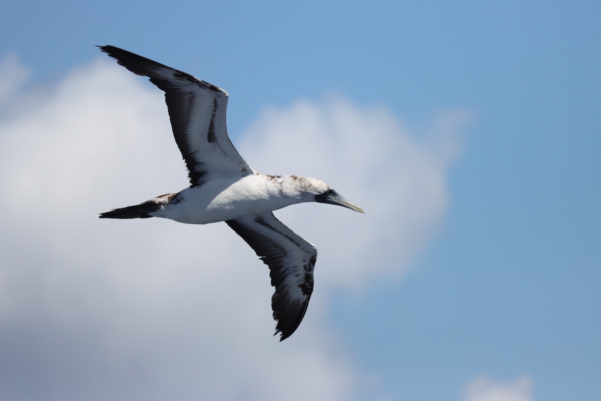 Masked Booby - ML645162797