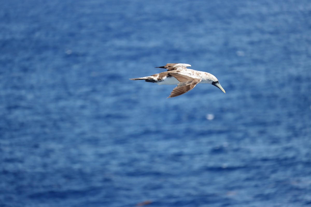 Masked Booby - ML645162798