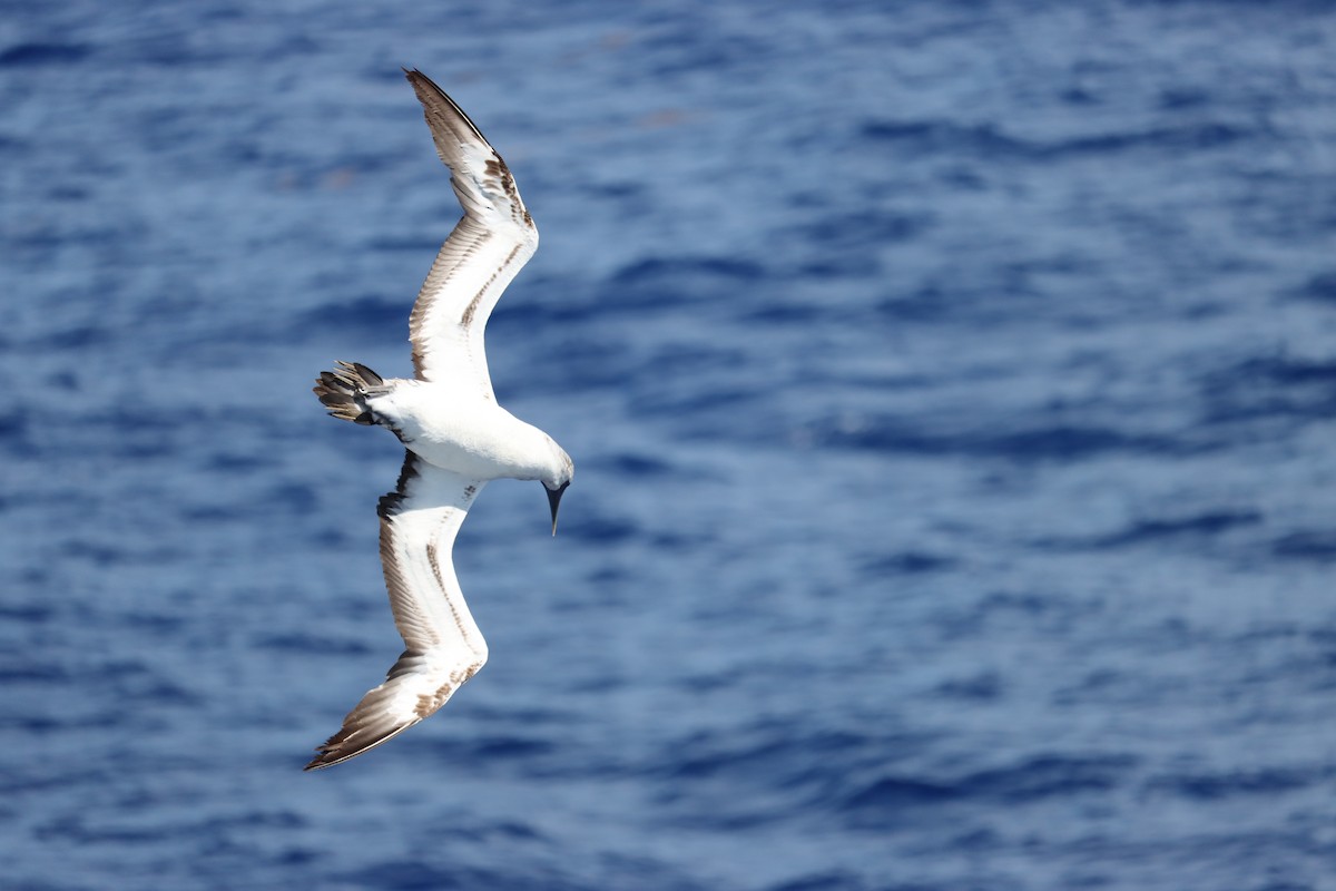 Masked Booby - ML645162799