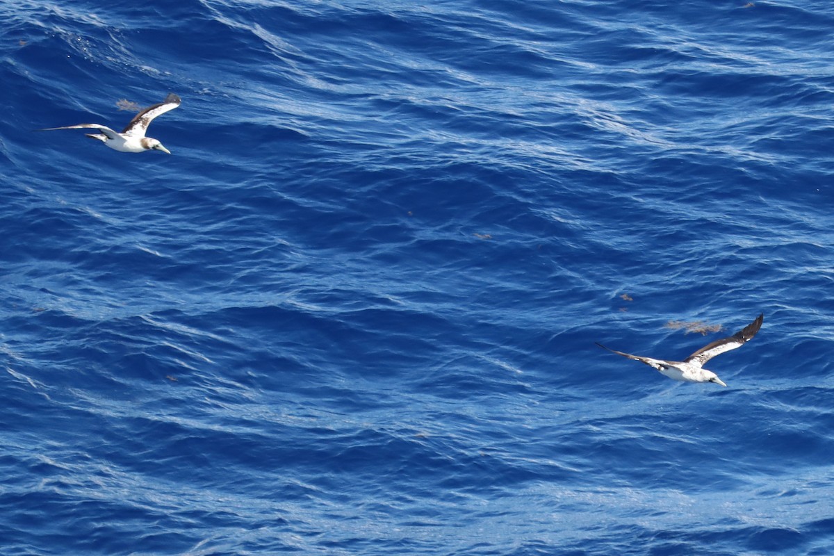 Masked Booby - ML645162808