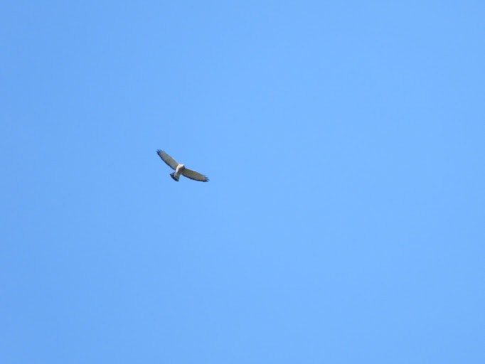 Broad-winged Hawk - ML645162813