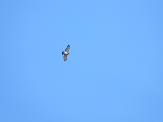 Broad-winged Hawk - ML645162814