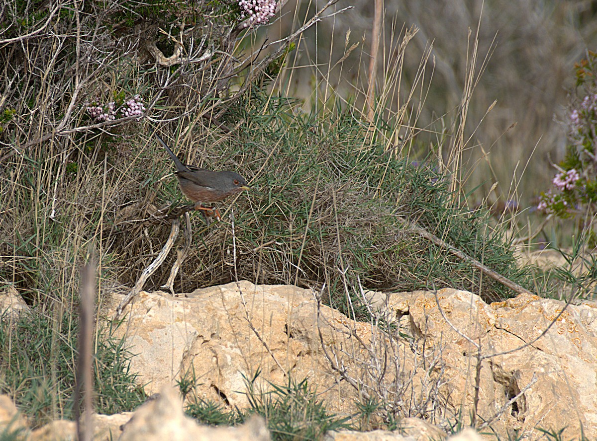 Etze-txinboa - ML645162827