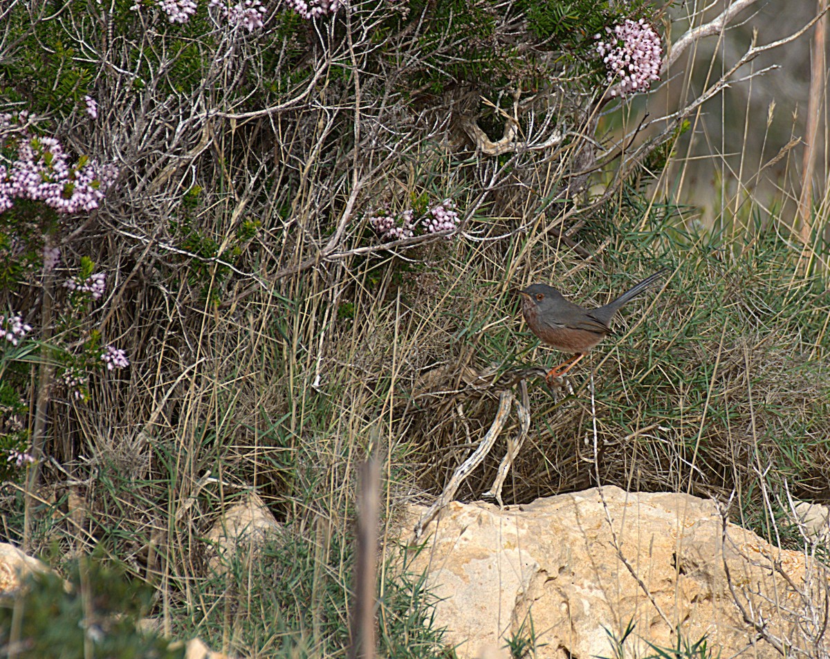 Etze-txinboa - ML645162853