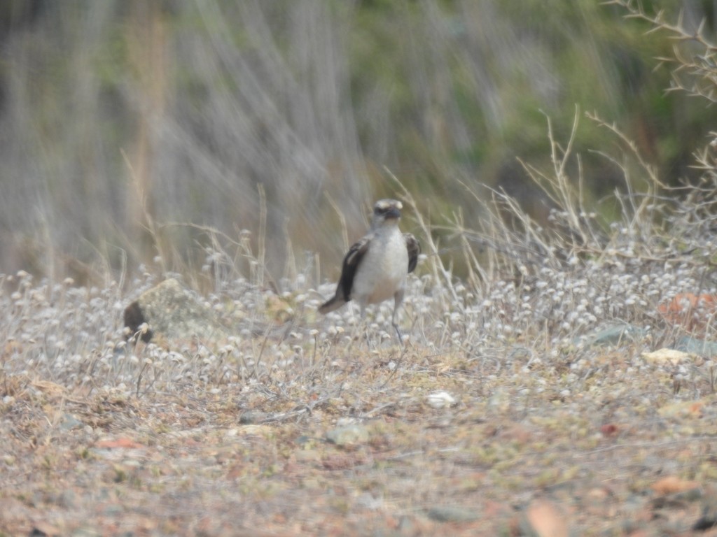 Tropikal Taklitçi - ML645162862