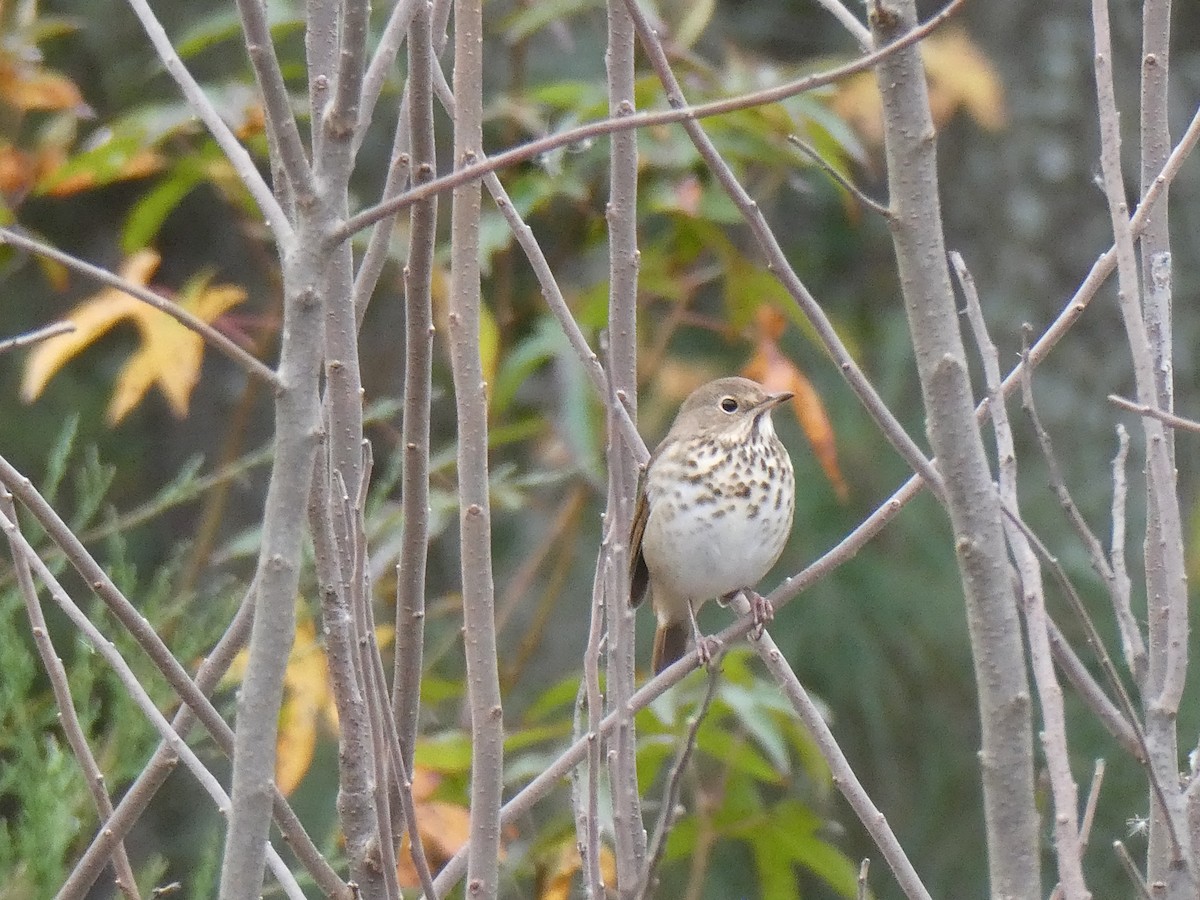 Дрізд-короткодзьоб плямистоволий - ML645162866