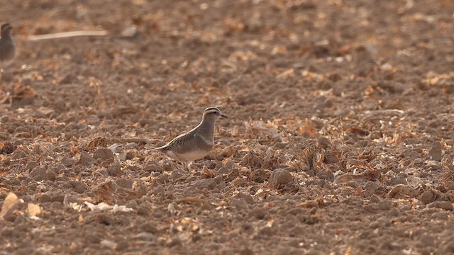 Eurasian Dotterel - ML645162869