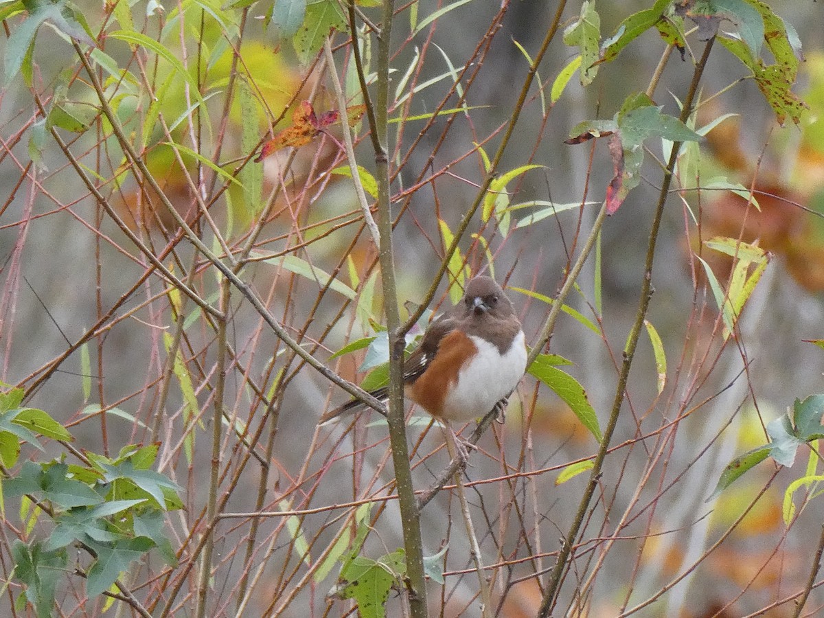 Тауї східний - ML645162872