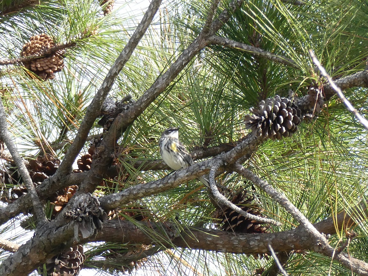 Taçlı Ötleğen - ML645162879