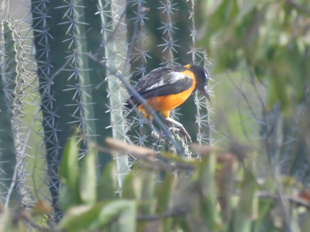 Venezüela Turpiyalı - ML645162883