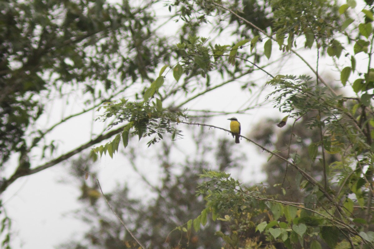 Boat-billed Flycatcher - ML645162904