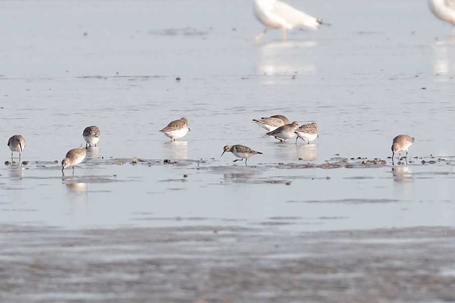 Baird's Sandpiper - ML645162908
