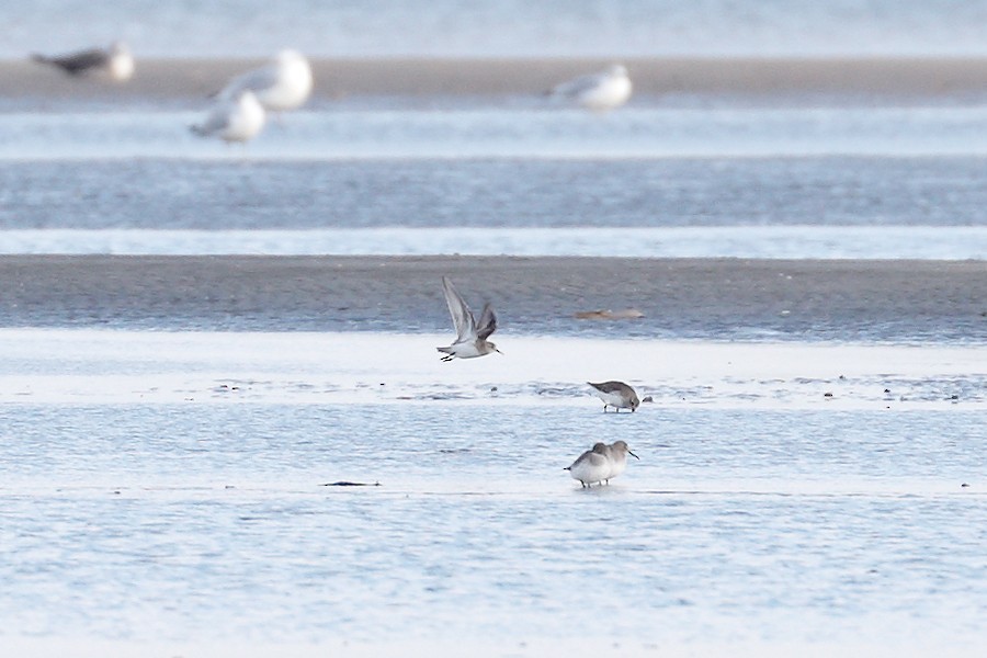 Baird's Sandpiper - ML645162917