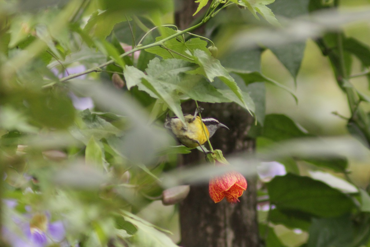 Bananaquit - ML645162918