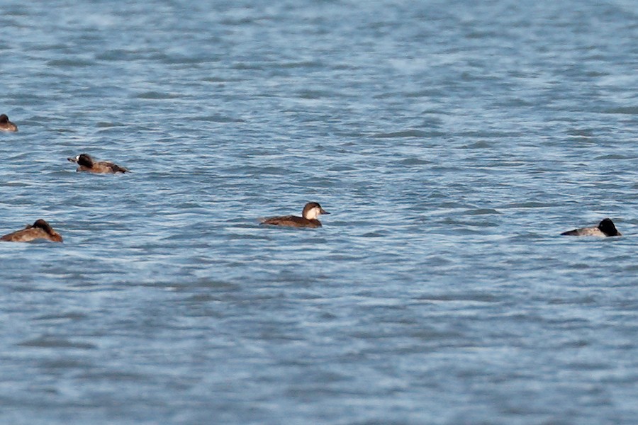 Black Scoter - ML645162924