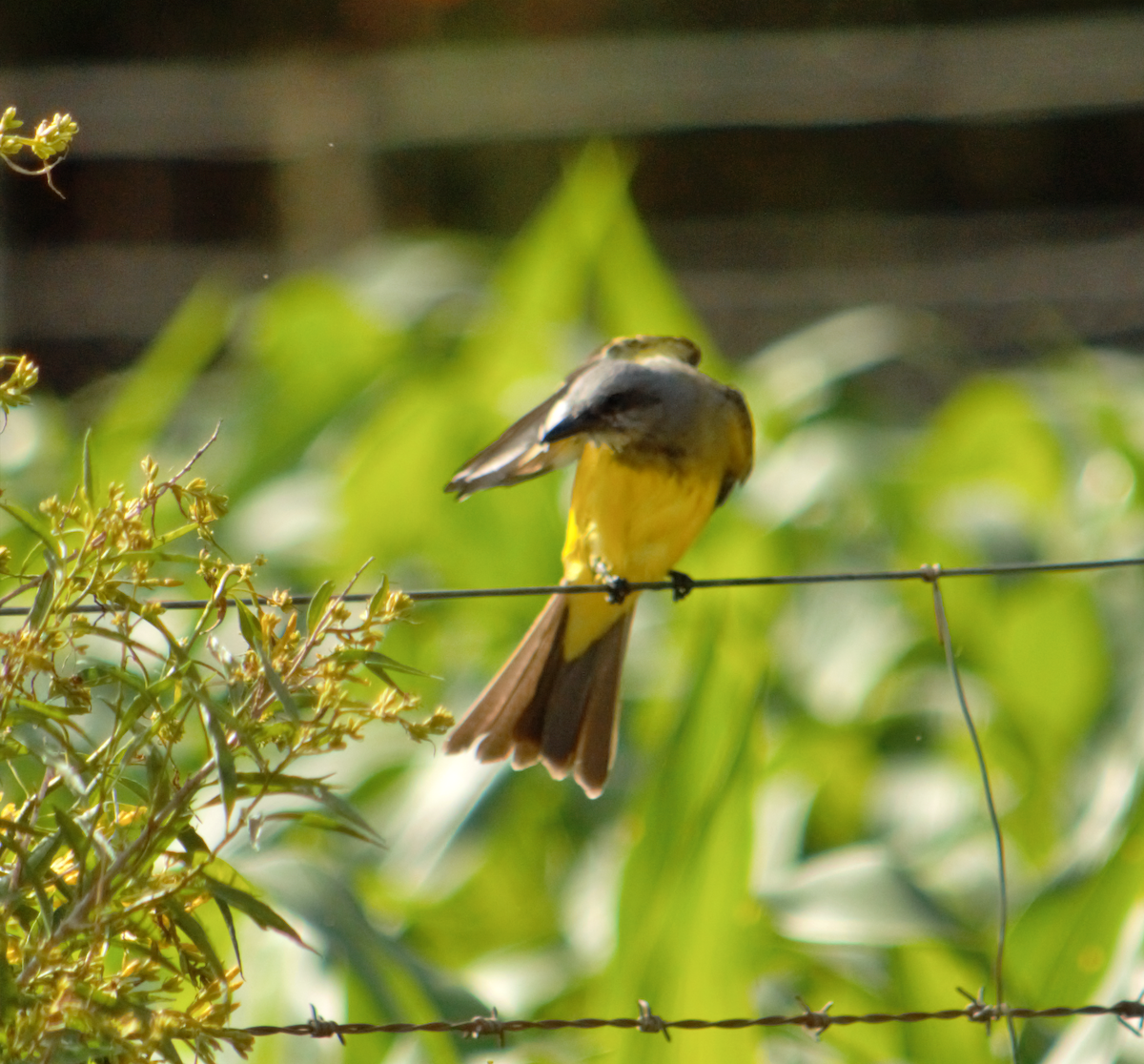 tropekongetyrann - ML645162938