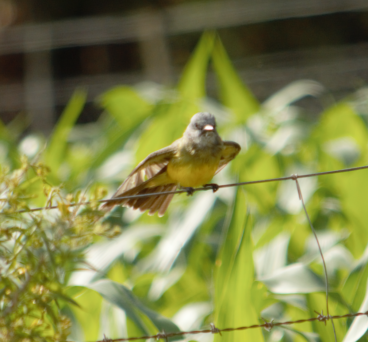 tropekongetyrann - ML645162939