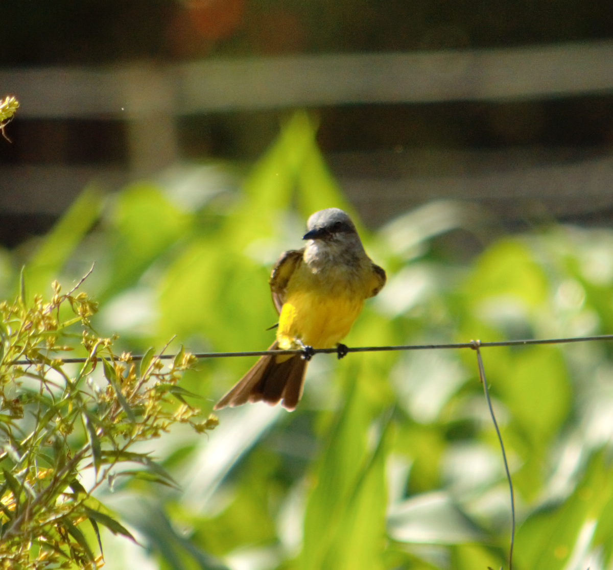 tropekongetyrann - ML645162940